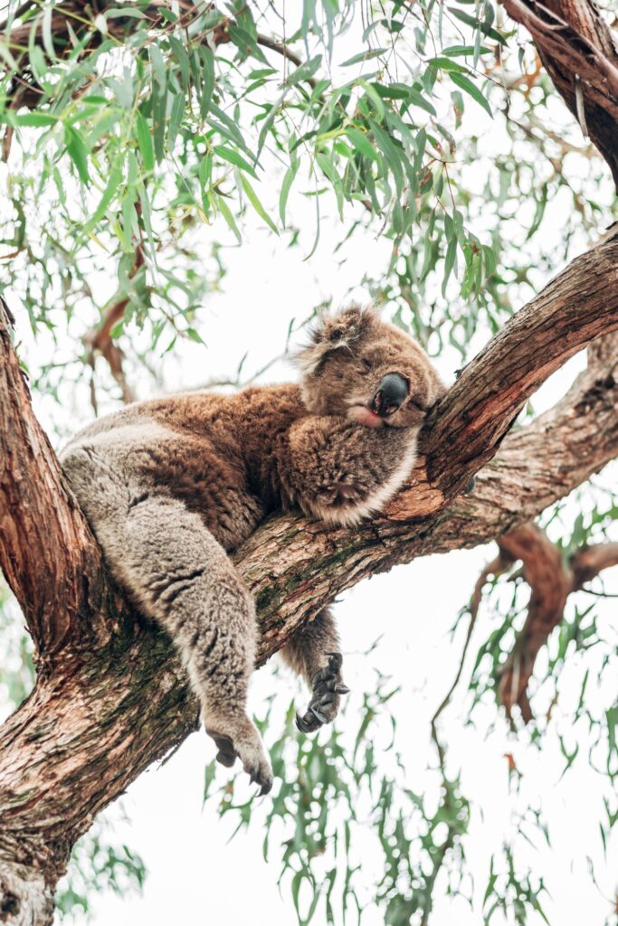 Vertical portrait of cute sleeping koala on a tree in Australia